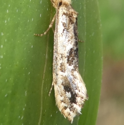 Moerarchis inconcisella (A tineid moth) at Barunguba (Montague) Island - 20 Mar 2019 by HarveyPerkins