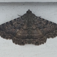 Diatenes aglossoides (An Erebid Moth) at Barunguba (Montague) Island - 19 Mar 2019 by HarveyPerkins