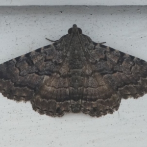 Diatenes aglossoides at Undefined, NSW - 19 Mar 2019 01:00 PM