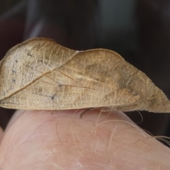 Calyptra minuticornis (Vampire Moth) at Barunguba (Montague) Island - 19 Mar 2019 by HarveyPerkins