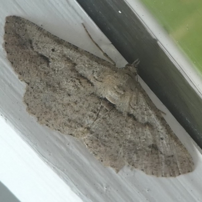 Boarmiini (tribe) (Unidentified Looper moth (Ennominae)) at Undefined, NSW - 19 Mar 2019 by HarveyPerkins