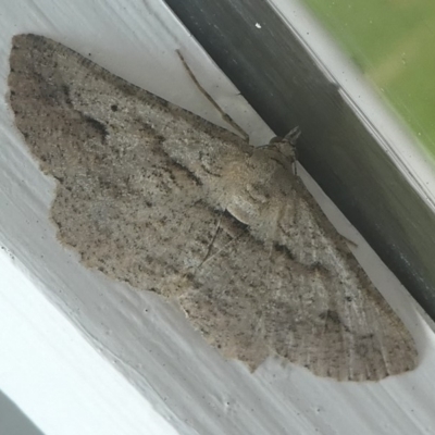 Boarmiini (tribe) (Unidentified Looper moth) at Barunguba (Montague) Island - 19 Mar 2019 by HarveyPerkins