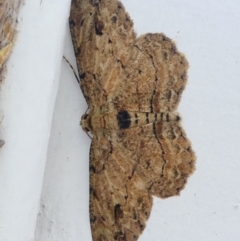 Ectropis bispinaria (Loop-line Bark Moth) at Barunguba (Montague) Island - 19 Mar 2019 by HarveyPerkins