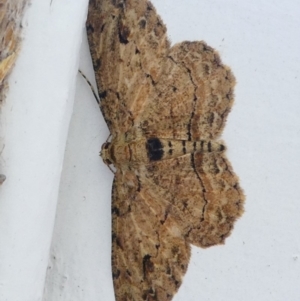 Ectropis bispinaria at Undefined, NSW - 19 Mar 2019