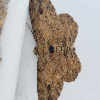 Ectropis bispinaria (Loop-line Bark Moth) at Barunguba (Montague) Island - 19 Mar 2019 by HarveyPerkins