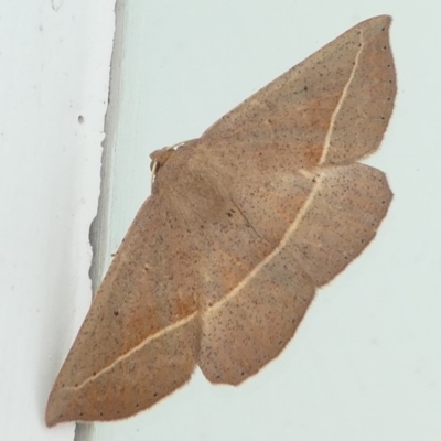 Idiodes apicata (Bracken Moth) at Barunguba (Montague) Island - 19 Mar 2019 by HarveyPerkins