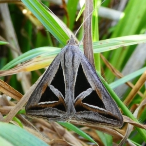 Trigonodes hyppasia at Undefined, NSW - 19 Mar 2019 04:00 PM