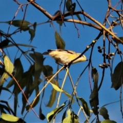 Pardalotus striatus (Striated Pardalote) at Harrison, ACT - 2 Apr 2019 by davobj