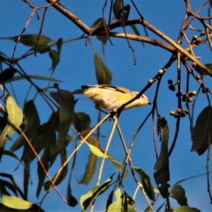 Pardalotus striatus at Harrison, ACT - 2 Apr 2019 05:59 PM