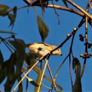 Pardalotus striatus at Harrison, ACT - 2 Apr 2019 05:59 PM