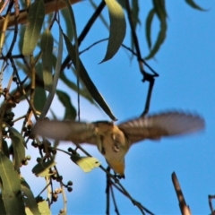 Pardalotus striatus at Harrison, ACT - 2 Apr 2019 05:59 PM