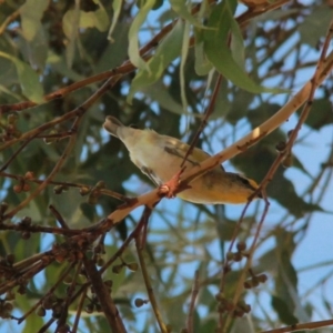 Pardalotus striatus at Harrison, ACT - 2 Apr 2019 05:59 PM