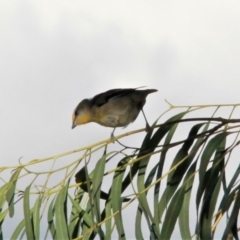 Pardalotus striatus at Harrison, ACT - 2 Apr 2019 05:59 PM