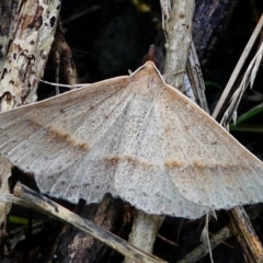 Epidesmia tryxaria (Neat Epidesmia) at Barunguba (Montague) Island - 19 Mar 2019 by HarveyPerkins