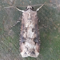 Agrotis ipsilon (Agrotis ipsilon) at Undefined, NSW - 24 Mar 2019 by HarveyPerkins