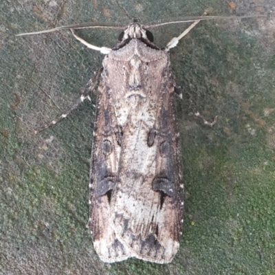 Agrotis ipsilon (Agrotis ipsilon) at Barunguba (Montague) Island - 24 Mar 2019 by HarveyPerkins