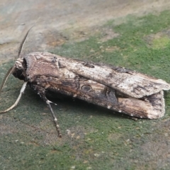 Agrotis ipsilon at Undefined, NSW - 24 Mar 2019