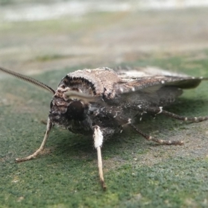 Agrotis ipsilon at Undefined, NSW - 24 Mar 2019