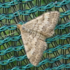 Scopula rubraria (Plantain Moth) at Barunguba (Montague) Island - 24 Mar 2019 by HarveyPerkins