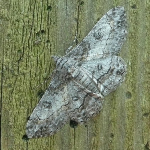 Cleora displicata at Undefined, NSW - 24 Mar 2019 12:28 PM