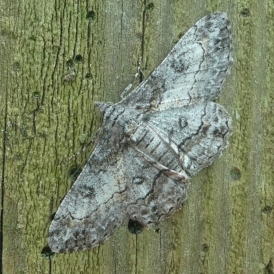 Cleora displicata (A Cleora Bark Moth) at Barunguba (Montague) Island - 24 Mar 2019 by HarveyPerkins