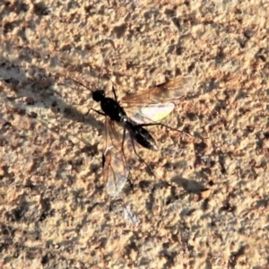 Formicidae (family) at Harrison, ACT - 2 Apr 2019 06:17 PM