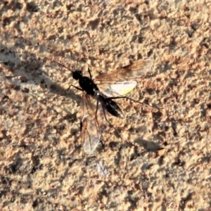 Formicidae (family) at Harrison, ACT - 2 Apr 2019