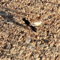 Formicidae (family) at Harrison, ACT - 2 Apr 2019