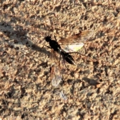 Formicidae (family) at Harrison, ACT - 2 Apr 2019 06:17 PM