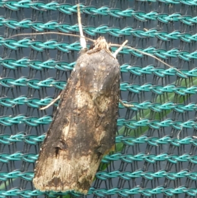 Agrotis ipsilon (Agrotis ipsilon) at Barunguba (Montague) Island - 24 Mar 2019 by HarveyPerkins