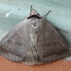 Pantydia capistrata (An Erebid moth) at Barunguba (Montague) Island - 24 Mar 2019 by HarveyPerkins