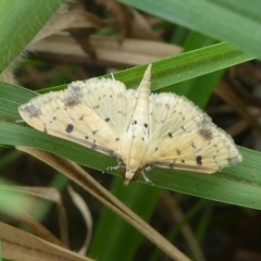 Herpetogramma cynaralis at Barunguba (Montague) Island - 24 Mar 2019 by HarveyPerkins