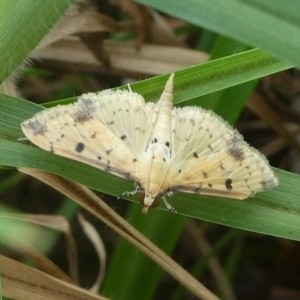 Herpetogramma cynaralis at Undefined, NSW - 24 Mar 2019 05:15 PM