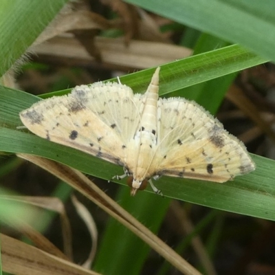 Herpetogramma cynaralis at Barunguba (Montague) Island - 24 Mar 2019 by HarveyPerkins