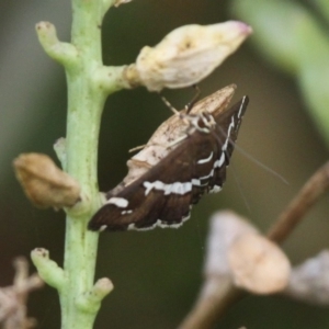 Spoladea recurvalis at Undefined, NSW - 25 Mar 2019