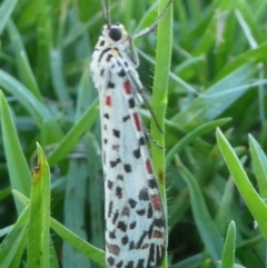 Utetheisa pulchelloides (Heliotrope Moth) at Barunguba (Montague) Island - 25 Mar 2019 by HarveyPerkins