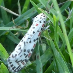 Utetheisa pulchelloides at Undefined, NSW - 25 Mar 2019