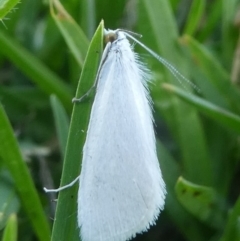 Tipanaea patulella (A Crambid moth) at Barunguba (Montague) Island - 25 Mar 2019 by HarveyPerkins