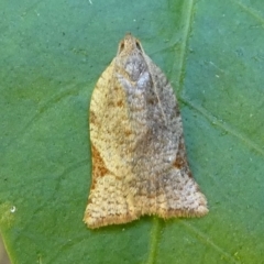 Anisogona similana (A tortrix moth) at Barunguba (Montague) Island - 26 Mar 2019 by HarveyPerkins