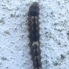 Lepidoptera unclassified IMMATURE (caterpillar or pupa or cocoon) at Undefined, NSW - 27 Mar 2019 by HarveyPerkins