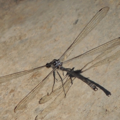 Austroargiolestes icteromelas (Common Flatwing) at Theodore, ACT - 27 Feb 2019 by michaelb