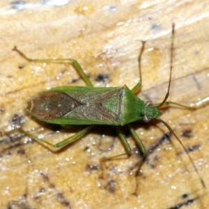 Amblypelta nitida at Rosedale, NSW - 30 Mar 2019