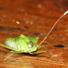 Amblypelta nitida at Rosedale, NSW - 30 Mar 2019