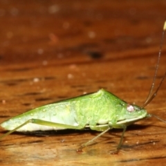 Amblypelta nitida at Rosedale, NSW - 30 Mar 2019