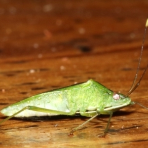 Amblypelta nitida at Rosedale, NSW - 30 Mar 2019