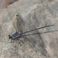 Austroargiolestes icteromelas (Common Flatwing) at Theodore, ACT - 27 Feb 2019 by michaelb