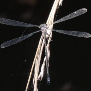 Austroargiolestes icteromelas at Theodore, ACT - 27 Feb 2019