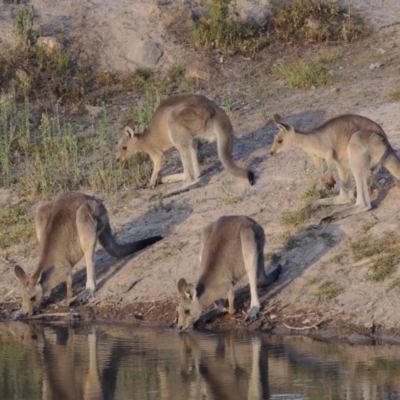 Macropus giganteus (Eastern Grey Kangaroo) at Tuggeranong DC, ACT - 27 Feb 2019 by michaelb