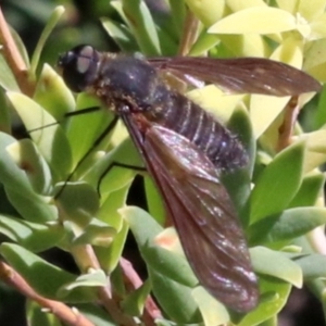 Comptosia sp. (genus) at Rosedale, NSW - 31 Mar 2019 10:49 AM