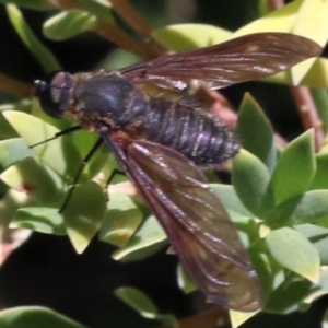 Comptosia sp. (genus) at Rosedale, NSW - 31 Mar 2019 10:49 AM